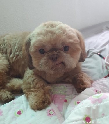 The Ultimate Smiling Dog Challenge Highlights