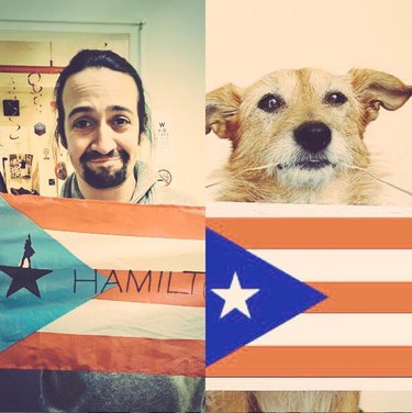 Hamilton as Dogs: Instagram’s Trending Tribute to Musicals & Pets