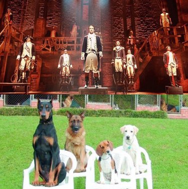 Hamilton as Dogs: Instagram’s Trending Tribute to Musicals & Pets