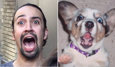 Hamilton as Dogs: Instagram’s Trending Tribute to Musicals & Pets