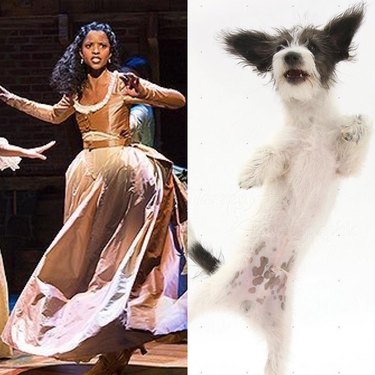 Hamilton as Dogs: Instagram’s Trending Tribute to Musicals & Pets