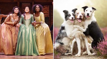 Hamilton as Dogs: Instagram’s Trending Tribute to Musicals & Pets