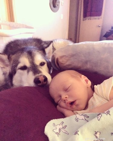 19 Dogs Thriving with Their New Human Companions