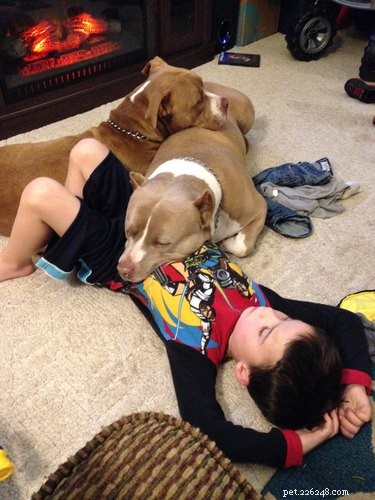19 Dogs Thriving with Their New Human Companions