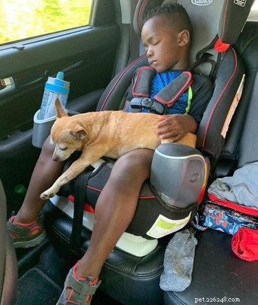 19 Dogs Thriving with Their New Human Companions