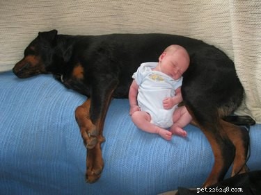 19 Dogs Thriving with Their New Human Companions