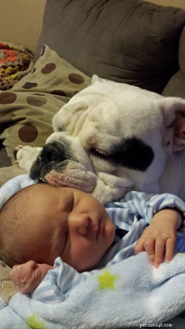 19 Dogs Thriving with Their New Human Companions