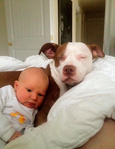 19 Dogs Thriving with Their New Human Companions