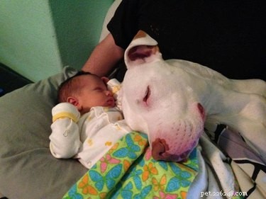 19 Dogs Thriving with Their New Human Companions