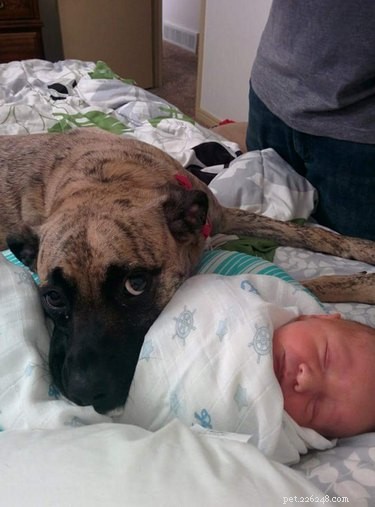 19 Dogs Thriving with Their New Human Companions