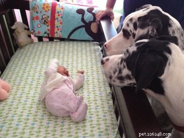 19 Dogs Thriving with Their New Human Companions