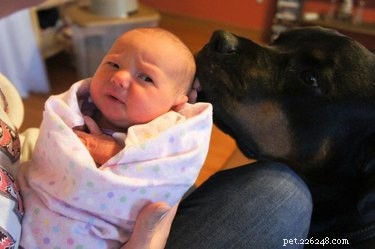 19 Dogs Thriving with Their New Human Companions