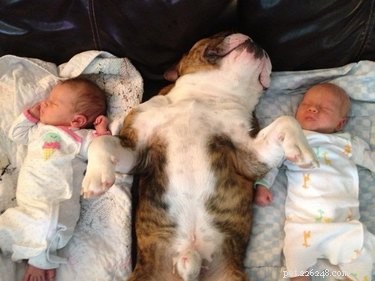 19 Dogs Thriving with Their New Human Companions