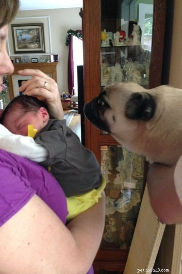 19 Dogs Thriving with Their New Human Companions