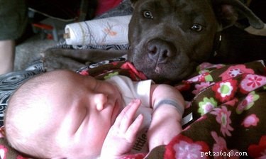 19 Dogs Thriving with Their New Human Companions