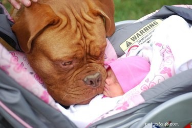 19 Dogs Thriving with Their New Human Companions