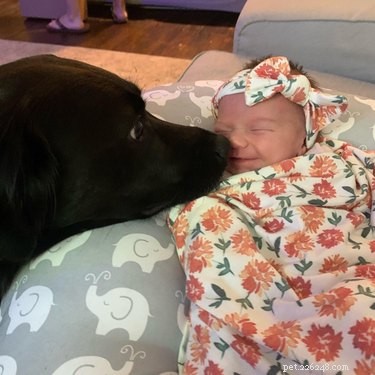 19 Dogs Thriving with Their New Human Companions