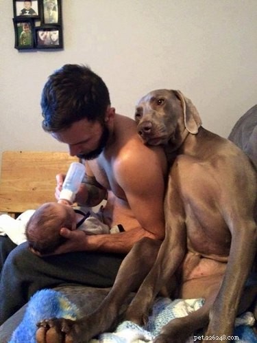 19 Dogs Thriving with Their New Human Companions