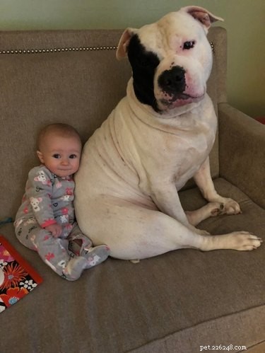19 Dogs Thriving with Their New Human Companions