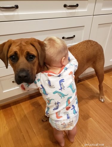 19 Dogs Thriving with Their New Human Companions