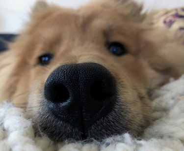 19 Adorable Dogs with Irresistibly Boopable Noses