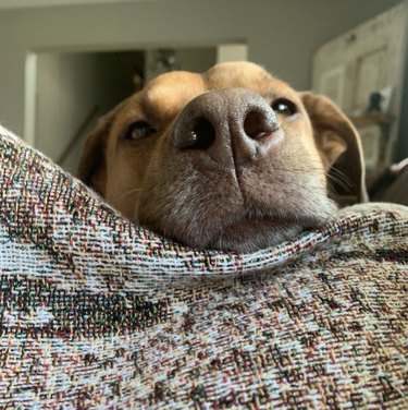 19 Adorable Dogs with Irresistibly Boopable Noses