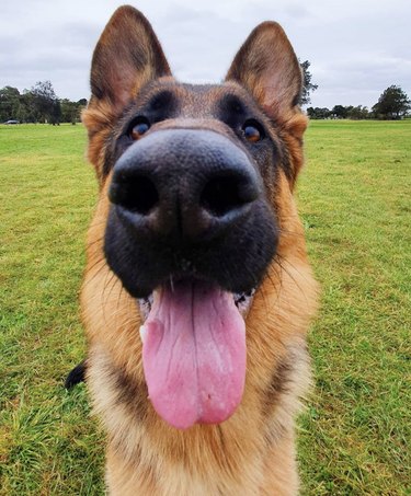 19 Adorable Dogs with Irresistibly Boopable Noses