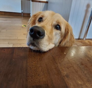 19 Adorable Dogs with Irresistibly Boopable Noses