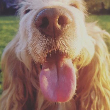19 Adorable Dogs with Irresistibly Boopable Noses