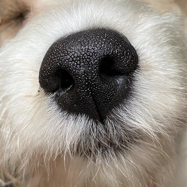 19 Adorable Dogs with Irresistibly Boopable Noses