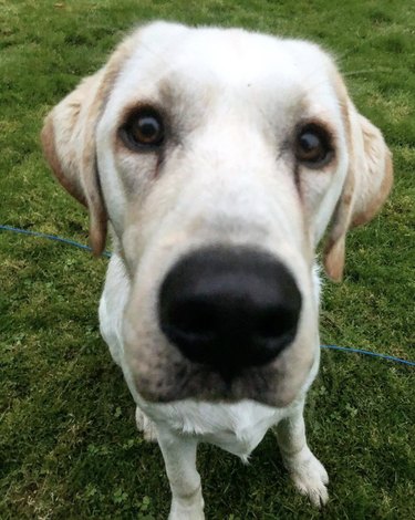 19 Adorable Dogs with Irresistibly Boopable Noses