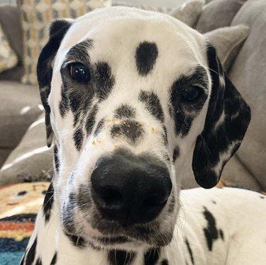19 Adorable Dogs with Irresistibly Boopable Noses