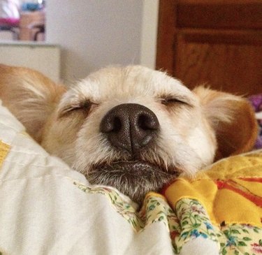 19 Adorable Dogs with Irresistibly Boopable Noses