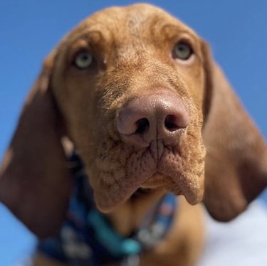 19 Adorable Dogs with Irresistibly Boopable Noses