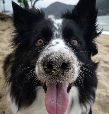 19 Adorable Dogs with Irresistibly Boopable Noses