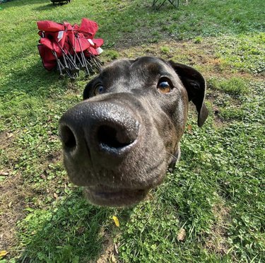 19 Adorable Dogs with Irresistibly Boopable Noses