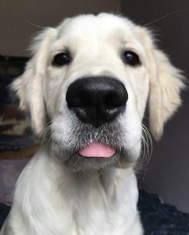19 Adorable Dogs with Irresistibly Boopable Noses