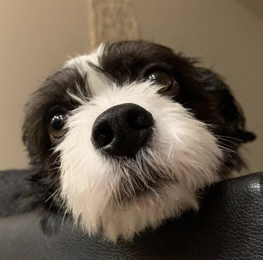 19 Adorable Dogs with Irresistibly Boopable Noses