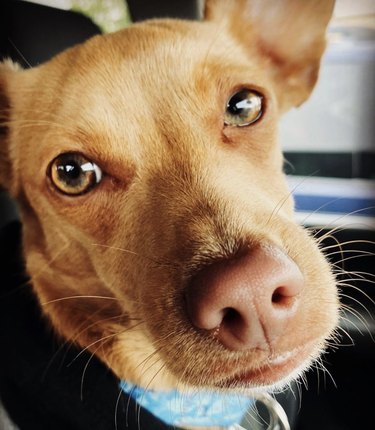 19 Adorable Dogs with Irresistibly Boopable Noses