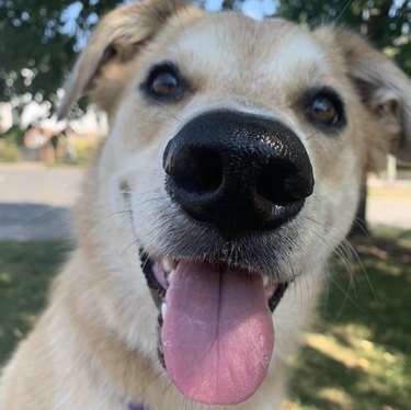 19 Adorable Dogs with Irresistibly Boopable Noses