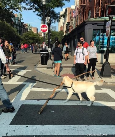 17 Dogs Mastering the Art of Carrying Massive Objects