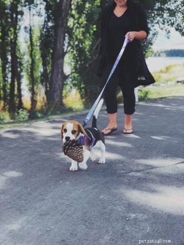 17 Dogs Mastering the Art of Carrying Massive Objects