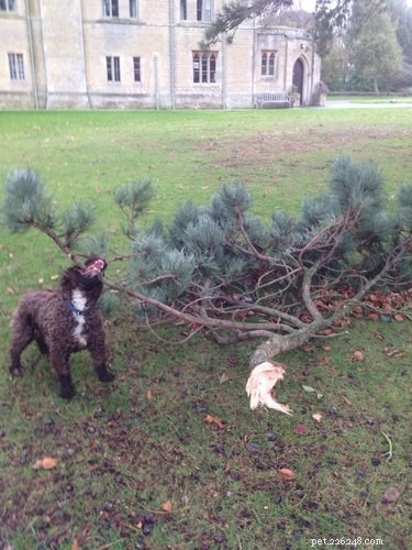 17 Dogs Mastering the Art of Carrying Massive Objects
