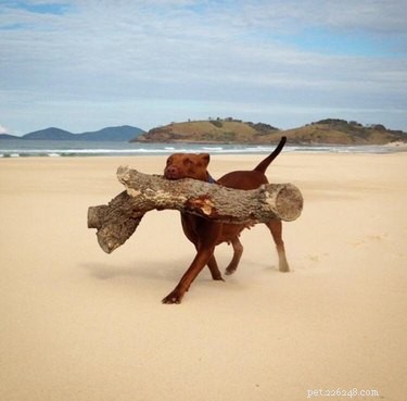 17 Dogs Mastering the Art of Carrying Massive Objects