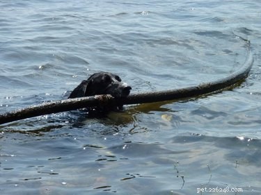17 Dogs Mastering the Art of Carrying Massive Objects