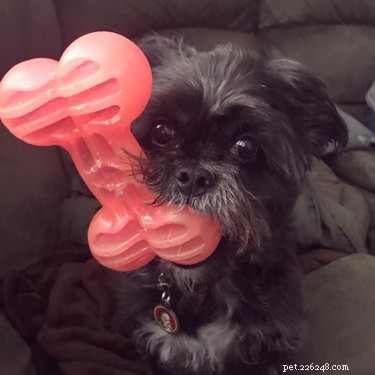 17 Dogs Mastering the Art of Carrying Massive Objects