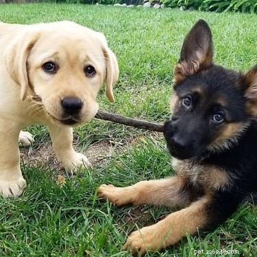 17 Dogs Mastering the Art of Carrying Massive Objects