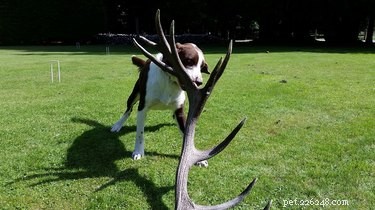 17 Dogs Mastering the Art of Carrying Massive Objects