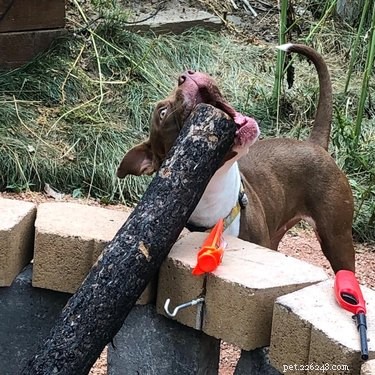 17 Dogs Mastering the Art of Carrying Massive Objects