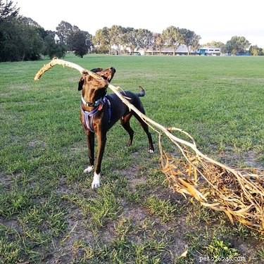 17 Dogs Mastering the Art of Carrying Massive Objects